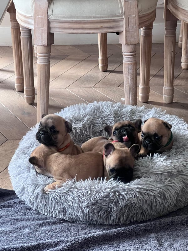 Bouledogue français - Du Marais