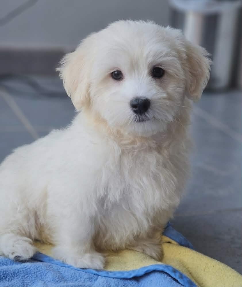 Coton de Tulear - Le Bois De La Brousse