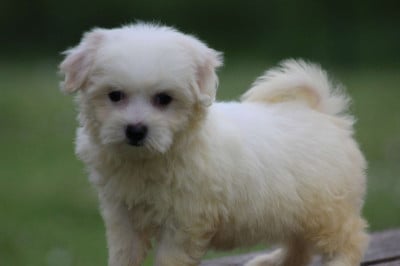 Les chiots de Coton de Tulear