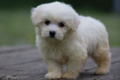 Les chiots de Coton de Tulear