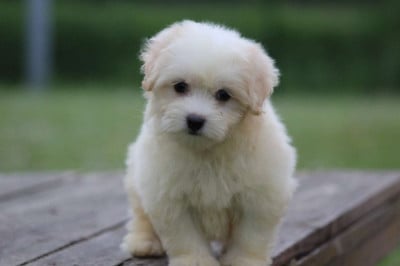 Les chiots de Coton de Tulear