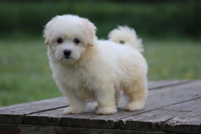 Les chiots de Coton de Tulear
