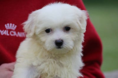 Les chiots de Coton de Tulear