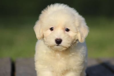 Les chiots de Coton de Tulear