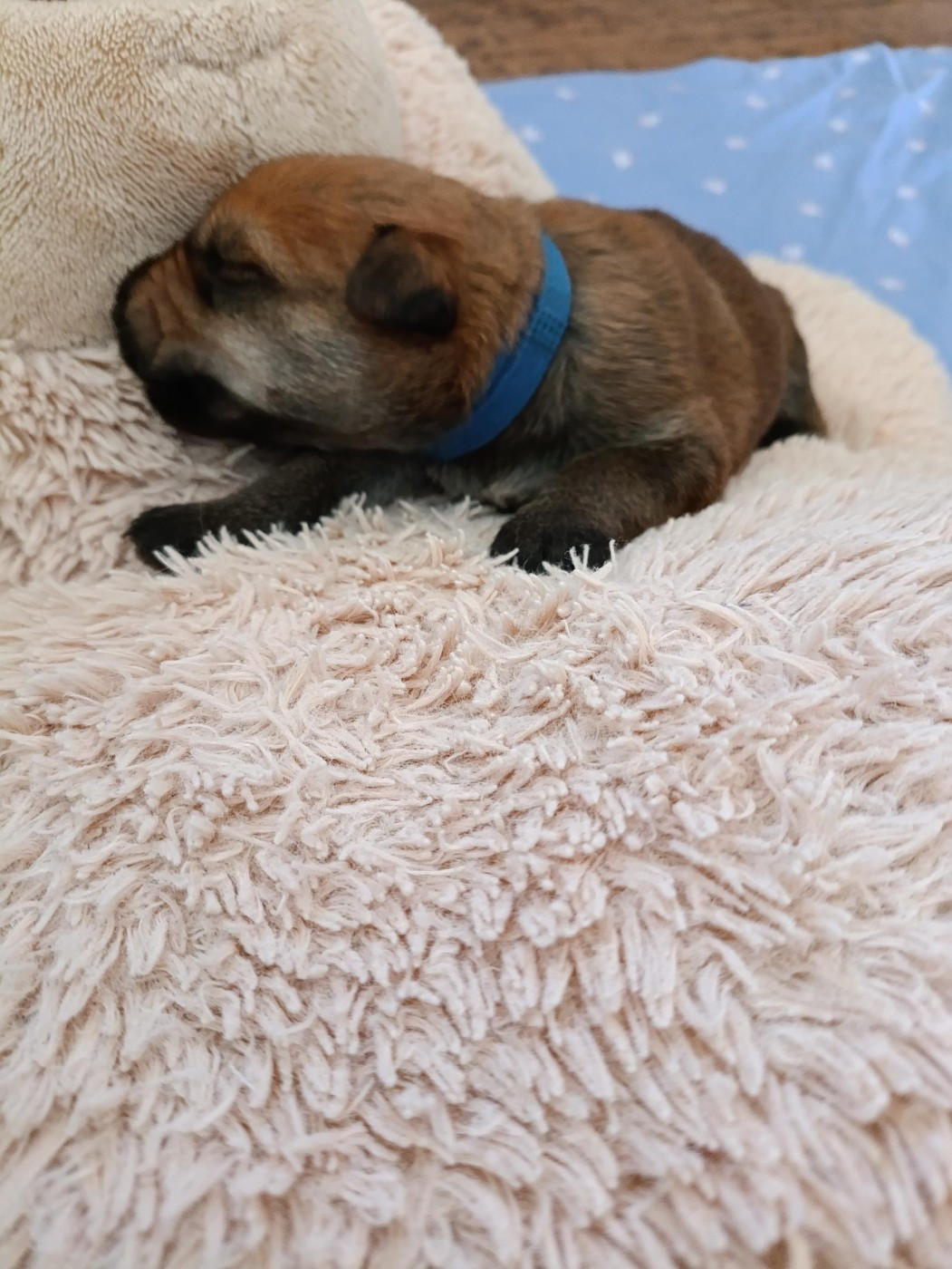 CHIOT 4