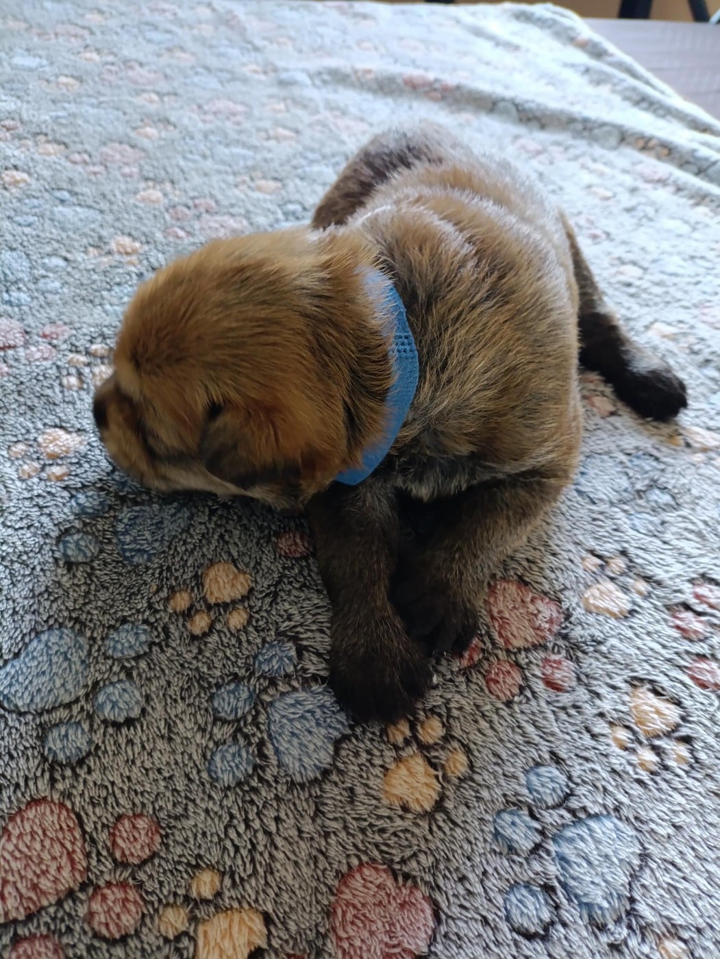 CHIOT 4