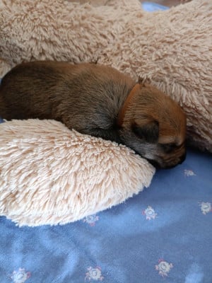 Les chiots de Berger de Picardie