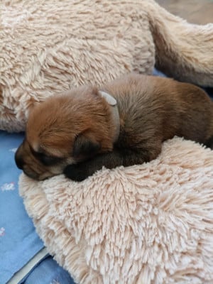 Les chiots de Berger de Picardie
