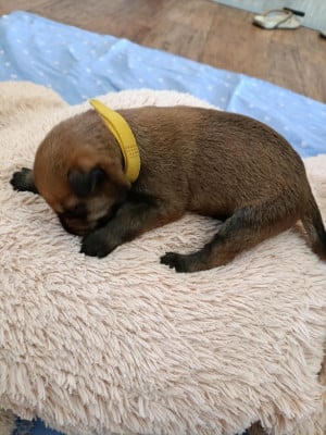 Les chiots de Berger de Picardie