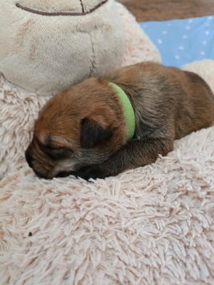 Les chiots de Berger de Picardie