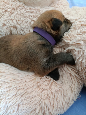Les chiots de Berger de Picardie
