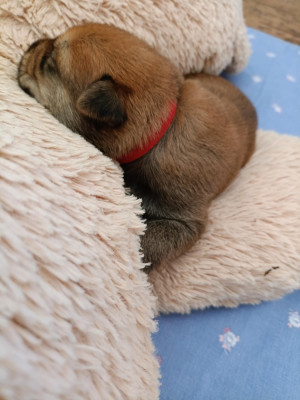 Les chiots de Berger de Picardie