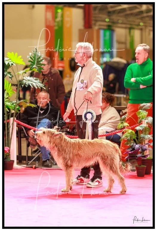 CH. W'ubby one du noir pays - 1ère Excellente CACS CACIB meilleur de race qualification Crufts