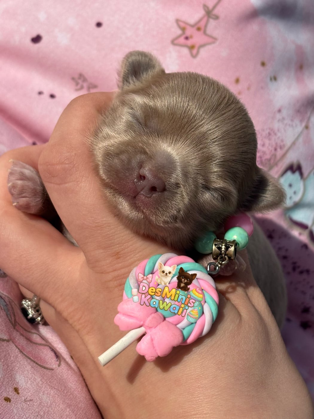 Zayonn Des Minis Kawaii