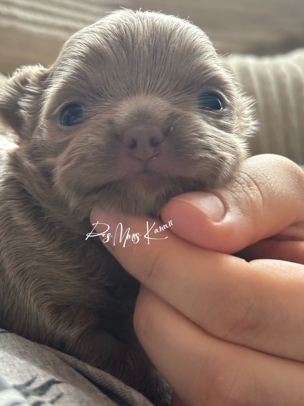 Zayonn Des Minis Kawaii