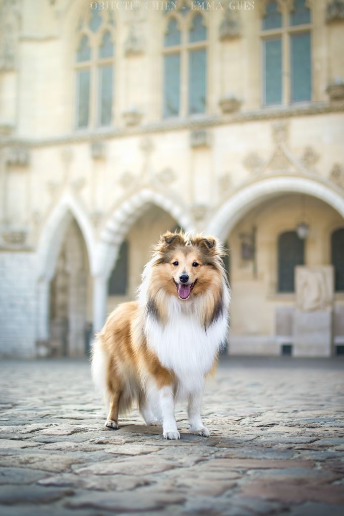 So Cute Dogs Ulexite 'of jazz