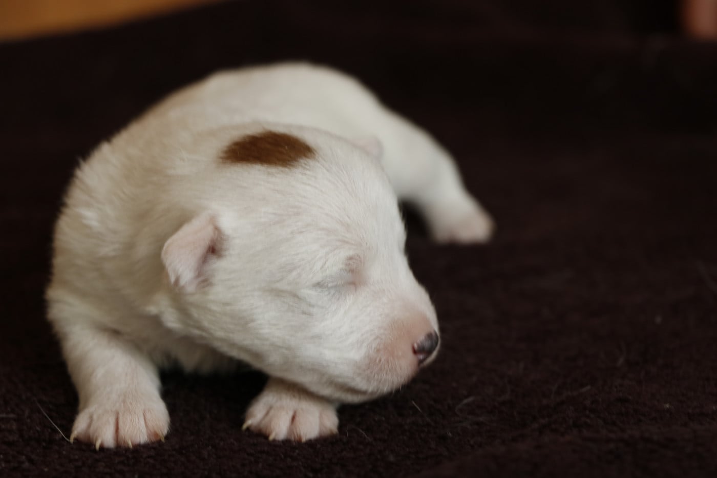 Femelle 1 - Jack Russell Terrier