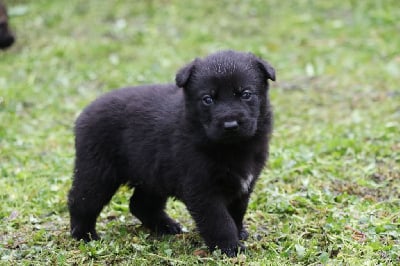 Les chiots de Berger Allemand