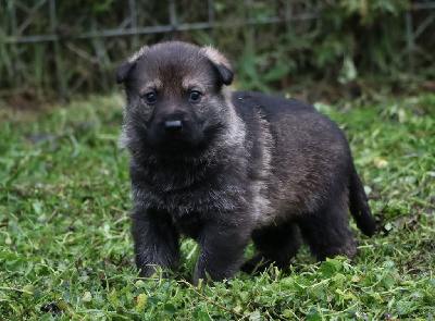 Les chiots de Berger Allemand