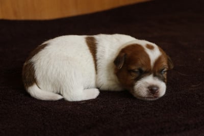 Les chiots de Jack Russell Terrier