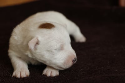 Les chiots de Jack Russell Terrier
