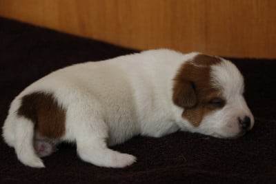 Les chiots de Jack Russell Terrier