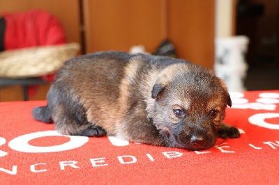 Les chiots de Berger Allemand