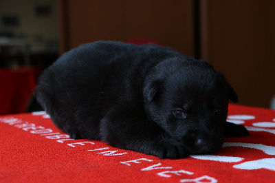 Les chiots de Berger Allemand