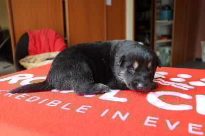 Les chiots de Berger Allemand