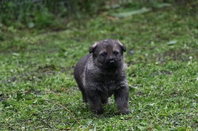 Les chiots de Berger Allemand