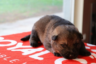 Les chiots de Berger Allemand
