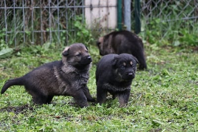 Les chiots de Berger Allemand