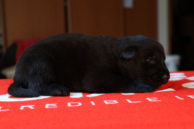 Les chiots de Berger Allemand