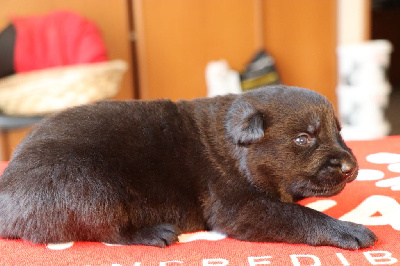 Les chiots de Berger Allemand