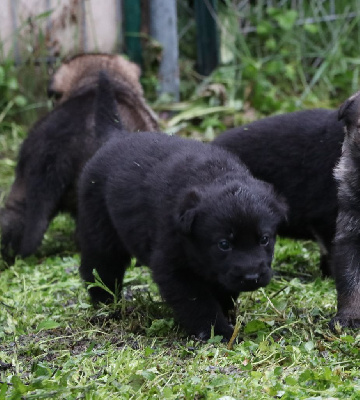 Les chiots de Berger Allemand