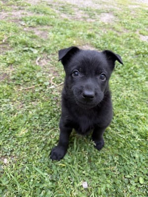 Les chiots de Australian Kelpie