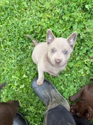 Les chiots de Australian Kelpie