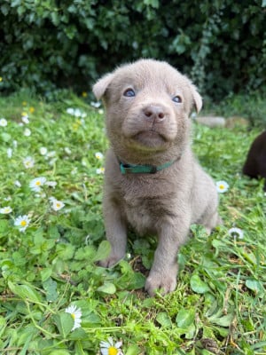 Les chiots de Australian Kelpie