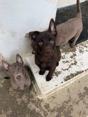 Les chiots de Australian Kelpie