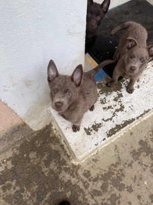 Les chiots de Australian Kelpie