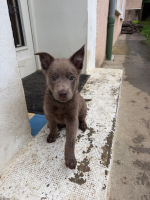Les chiots de Australian Kelpie