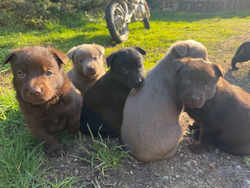Australian Kelpie - De La Plaine De Kalina