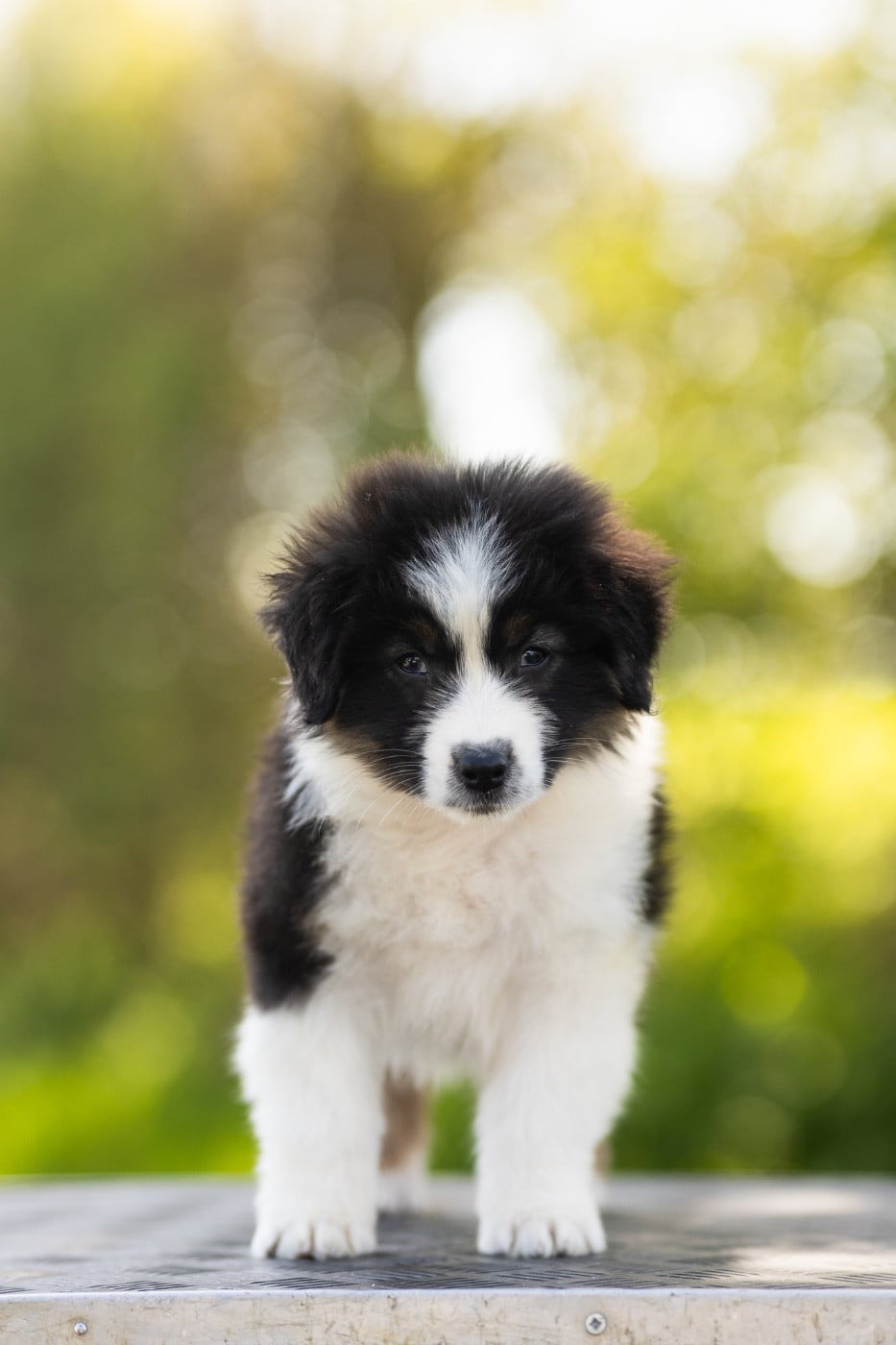 CHIOT 1 - Brain Chemistry