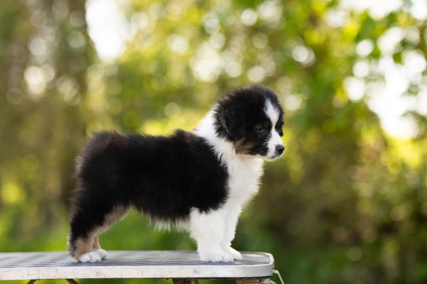 CHIOT 1 - Brain Chemistry