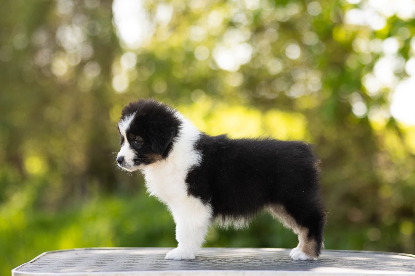 CHIOT 1 - Brain Chemistry