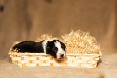 Les chiots de Berger Australien