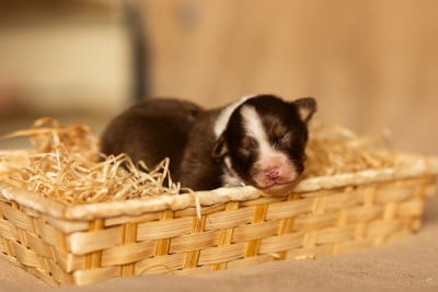 Les chiots de Berger Australien