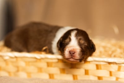 Les chiots de Berger Australien
