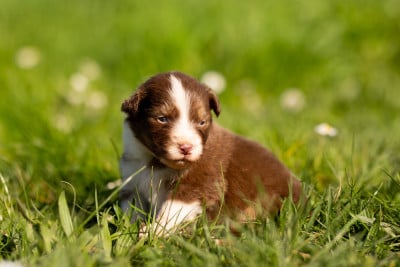 Les chiots de Berger Australien