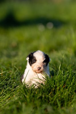 Les chiots de Berger Australien